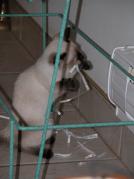 kittens - 071007 46